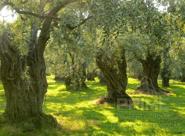 Ziemia w rejonie Paphos (Kelokedara) na sprzedaż